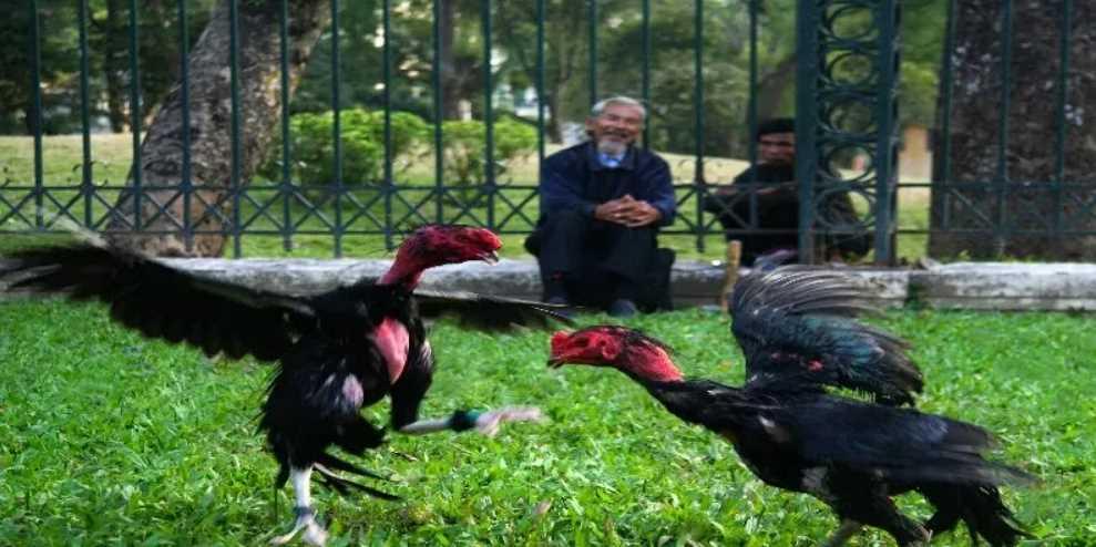 Vảy gà Tứ Quý Phủ Địa là gì? Cách nuôi gà đánh đâu thắng đó 3 Cách huấn luyện gà đánh đâu thắng đó cho kê thủ