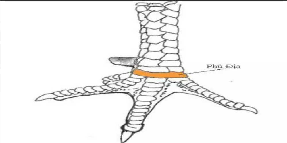 Vảy gà Tứ Quý Phủ Địa là gì? Cách nuôi gà đánh đâu thắng đó 2 Vảy gà Tứ Quý Phủ Địa có tốt hay không