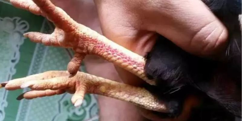 Vảy Gà Án Thiên Những Điều Cần Biết Dành Cho Kê Thủ 3 Có nên xem vảy gà Án Thiên hay không?