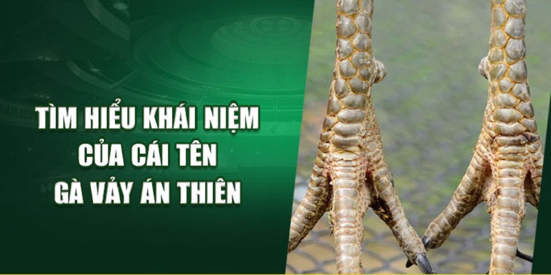 Vảy Gà Án Thiên Những Điều Cần Biết Dành Cho Kê Thủ 1 Giới thiệu chung về vảy gà Án Thiên là gì?