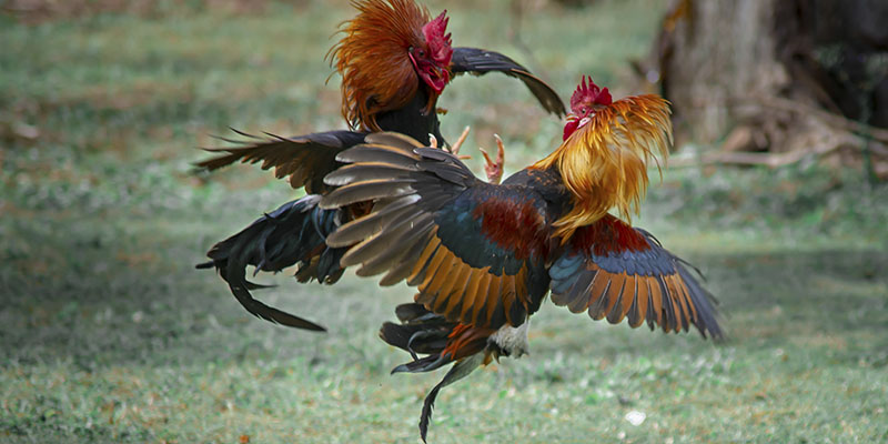 Đá Gà Thomo Là Gì? Xem Chọi Gà Ở Đâu Uy Tín Nhất Hiện Nay? 2 Những hình thức Đá Gà hấp dẫn Thomo vô cùng thông dụng với các dân cược