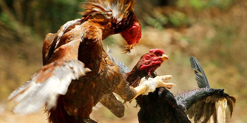 Bật Mí Địa Chỉ Xem Đá Gà Trực Tiếp Thomo 24/7 Vô Cùng Uy Tín 1 Giới thiệu đôi nét về Đá Gà trực tiếp Thomo 24/7