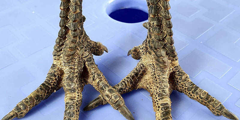 Hướng Dẫn Xem Vảy Gà Đá Cựa Sắt Đầy Đủ Dành Cho Các Kê Thủ 1 Hướng dẫn xem vảy gà đá cựa sắt theo tiêu chuẩn