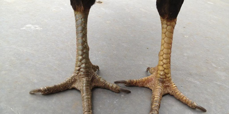 Hướng Dẫn Xem Vảy Gà Đá Cựa Sắt Đầy Đủ Dành Cho Các Kê Thủ 2 Hướng dẫn xem vảy gà đá cựa sắt cũng như chọn ra cấu tạo chân đẹp