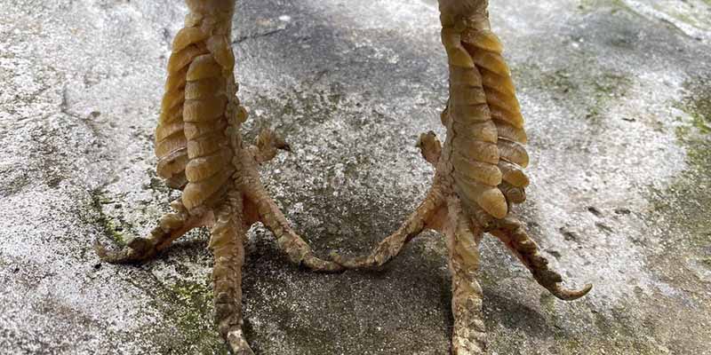 Hướng Dẫn Xem Vảy Gà Đá Cựa Sắt Đầy Đủ Dành Cho Các Kê Thủ 3 Hướng dẫn xem vảy gà đá cựa sắt để xác định chiến kê đá hay