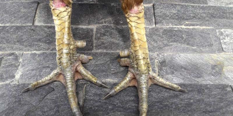 Hướng Dẫn Xem Vảy Gà Đá Cựa Sắt Đầy Đủ Dành Cho Các Kê Thủ 4 Hướng dẫn xem vảy gà đá cựa sắt và giới thiệu một số vảy thuộc hàng hiếm